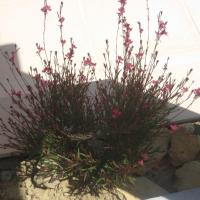 les premières fleurs