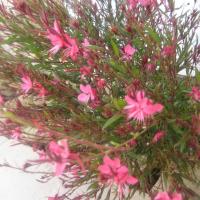 fleurs
