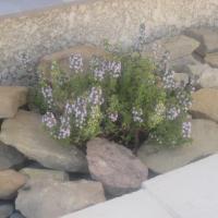 herbes aromatiques